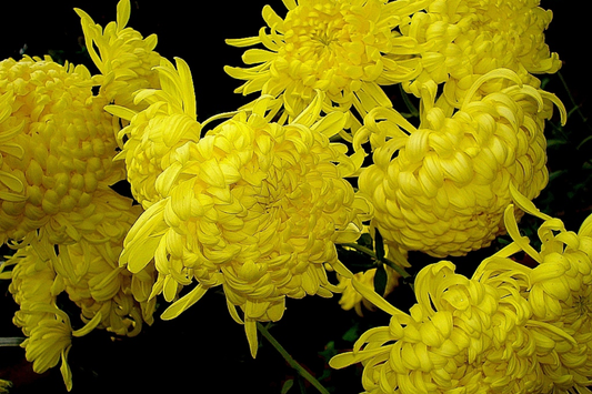 Chrysanthemum Seeds - Silken Majesty Mum - 200+ Flower Seeds - Colorful Blooms for Gardens - Chrysanthemum morifolium