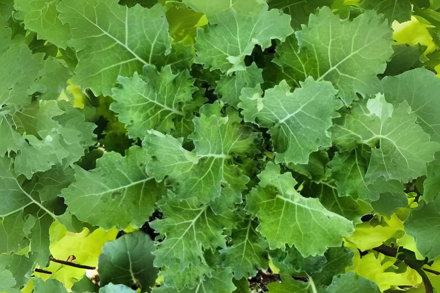 250 Dwarf Siberian Kale Seeds: Cold-Hardy Heirloom Greens