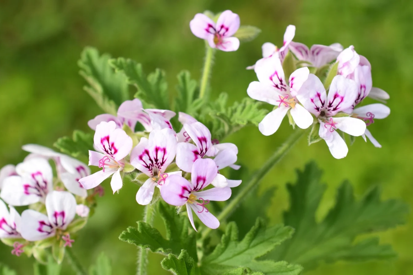 Geranium Seeds - 100+ Coral Quartz - Fragrant Flower Seeds - Non-GMO (Pelargonium)