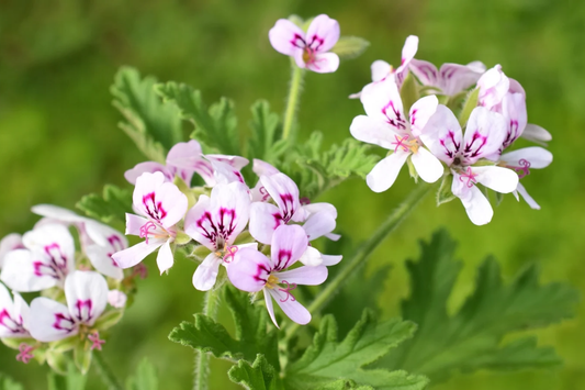 Geranium Seeds - 100+ Coral Quartz - Fragrant Flower Seeds - Non-GMO (Pelargonium)