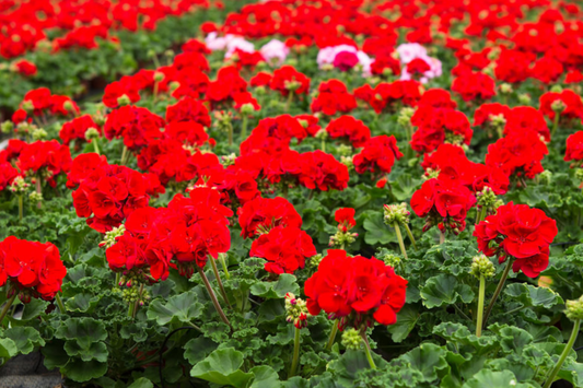 Geranium Seeds - 100+ Apricot Delight - Fragrant Non-GMO Flower Seeds - Pelargonium hortorum