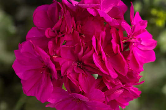 Geranium Seeds - 100+ Count - Cascade Violet - Fragrant Fresh Flower Seeds - Non-GMO