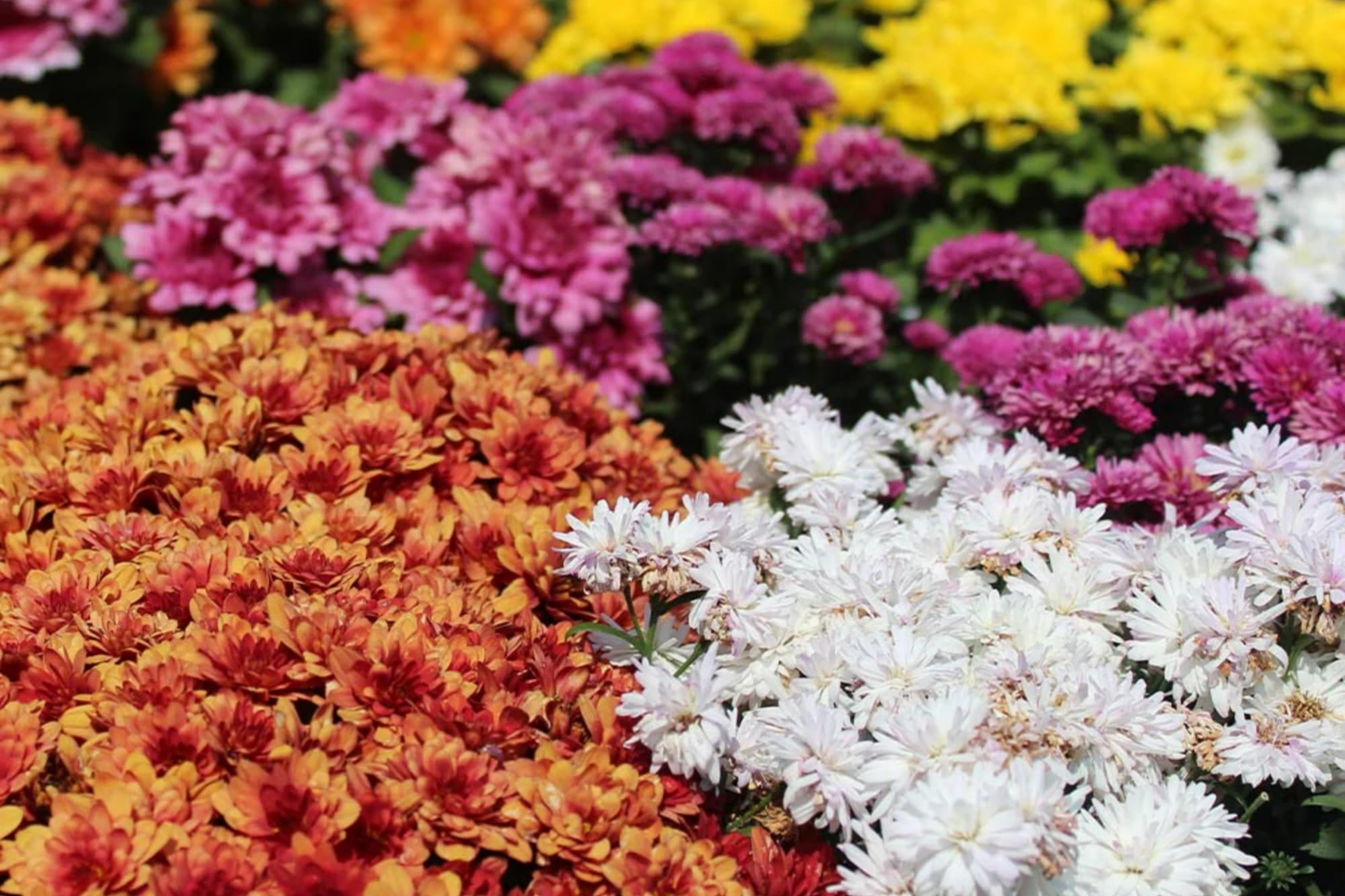 Chrysanthemum Seeds Mix - 200+ Field Bouquet Mix Flower Seeds, Colorful Mum Varieties for Garden Planting