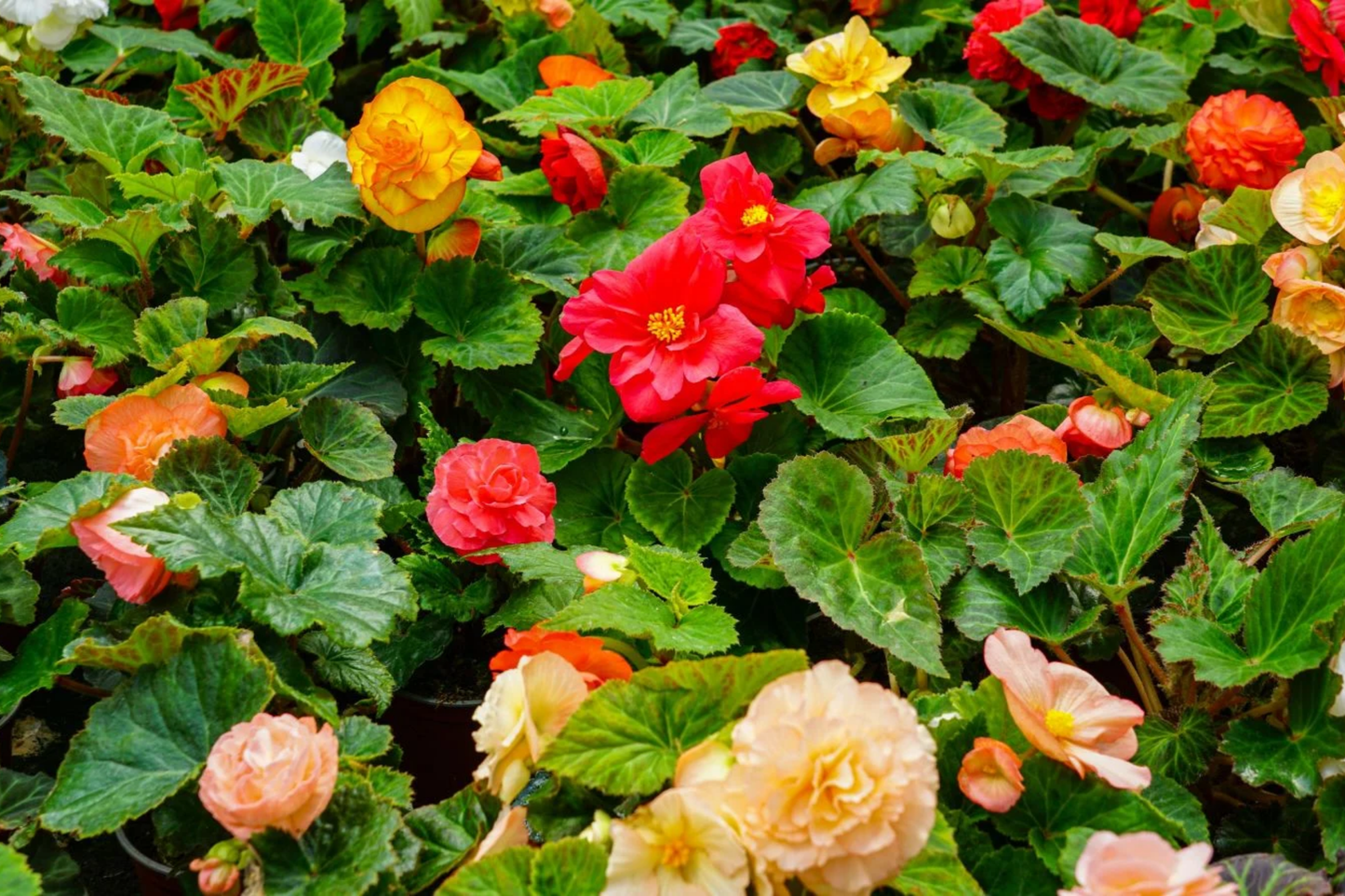 Tangy Twist Begonia Seeds - Non-GMO Flower Seeds, 45 or 125 Count, Begonia x tuberhybrida