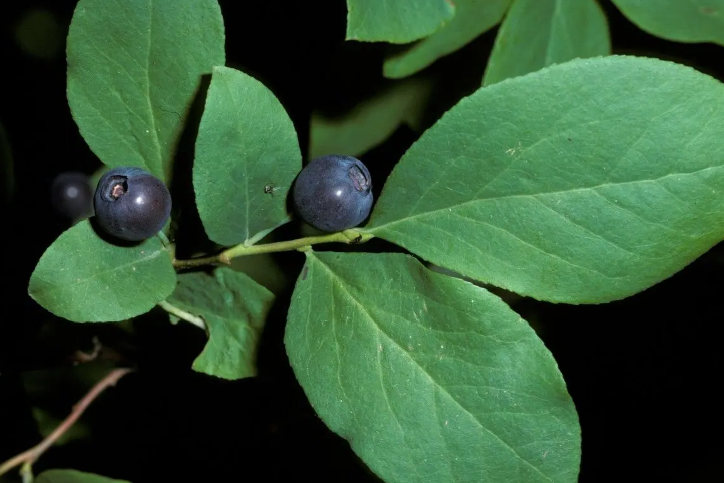 Azure Huckleberry Seeds - Non-GMO Flower Seeds - 125/300/500 Count - Vaccinium membranaceum