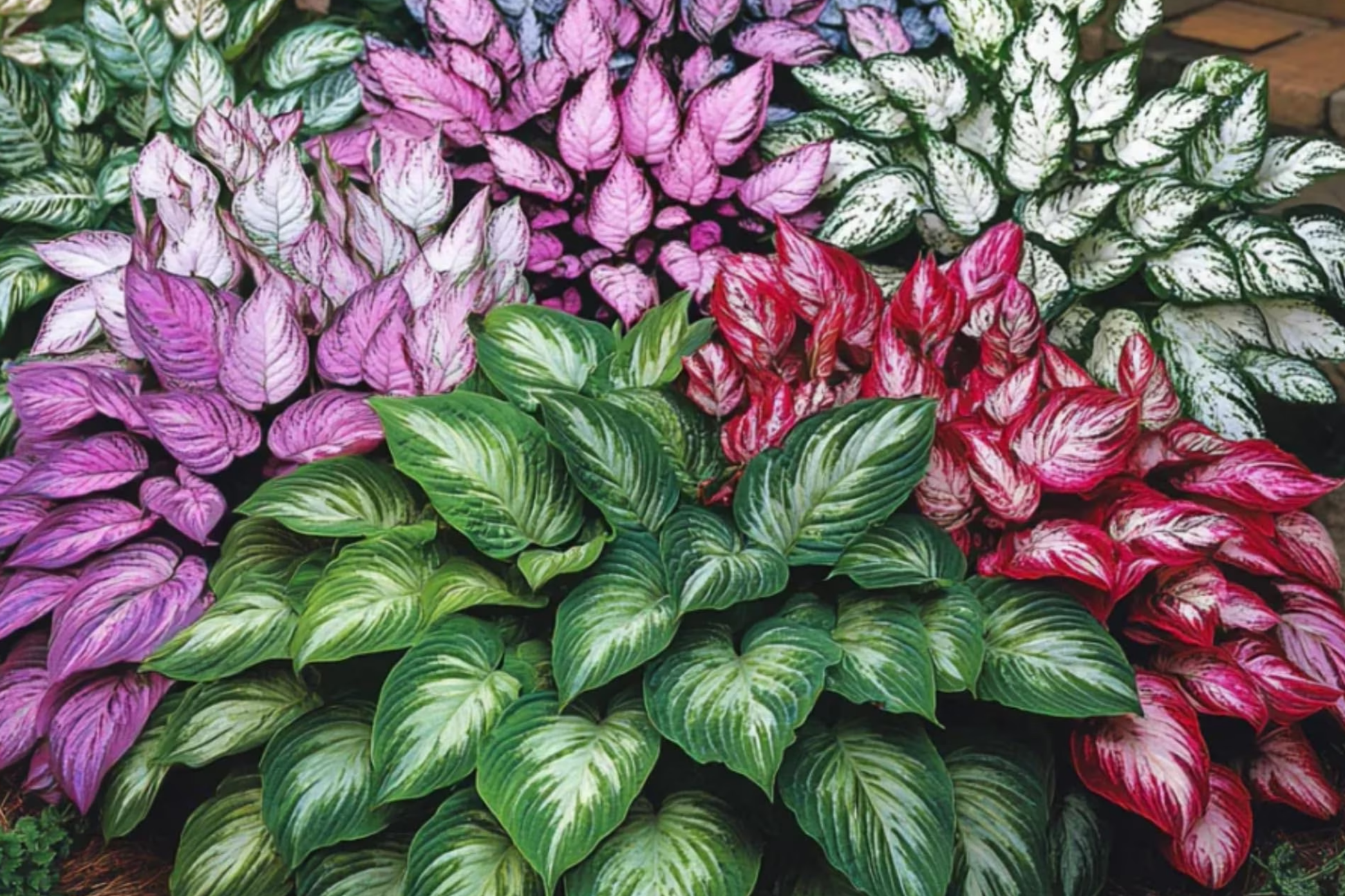 Hosta Seeds for Planting - 200+ Perennial Hosta Seeds for Outdoor Garden - Attract Pollinators, Shade Plants