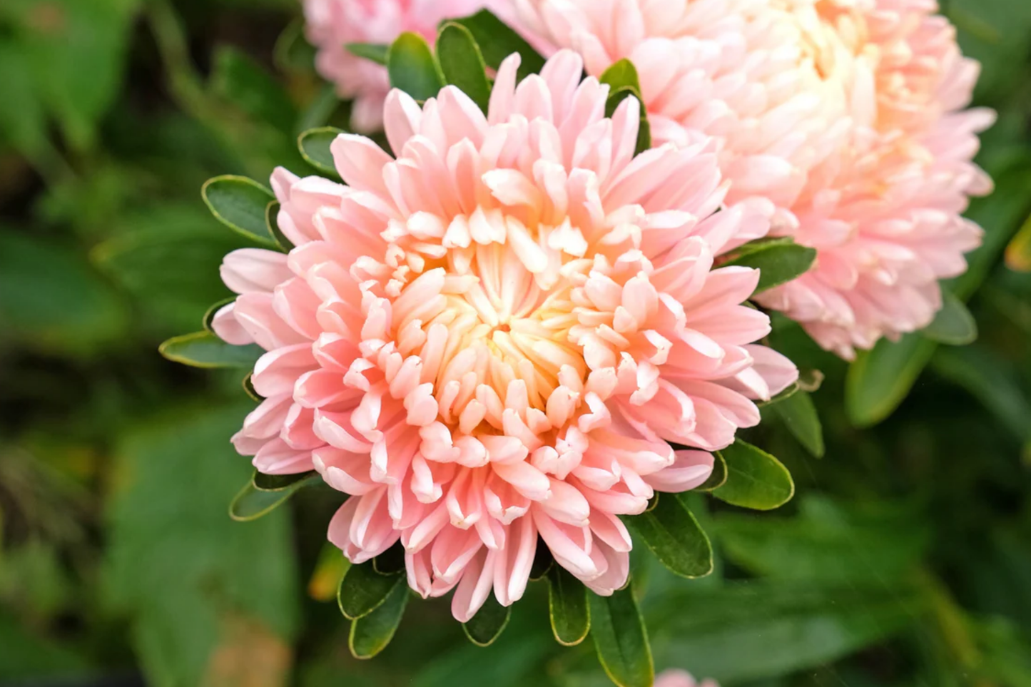 Paeony Duchess Apricot Aster Seeds | Non-GMO Flower Seeds | Peony Variety for Gardens | Paeonia 1233