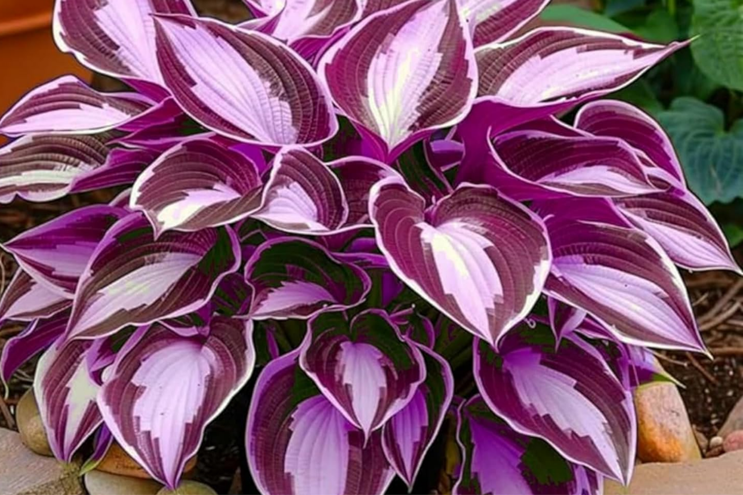 Hosta Seeds - 200+ Perennial Shade Garden Plants - Easy Grow Outdoor Foliage - Hosta spp.