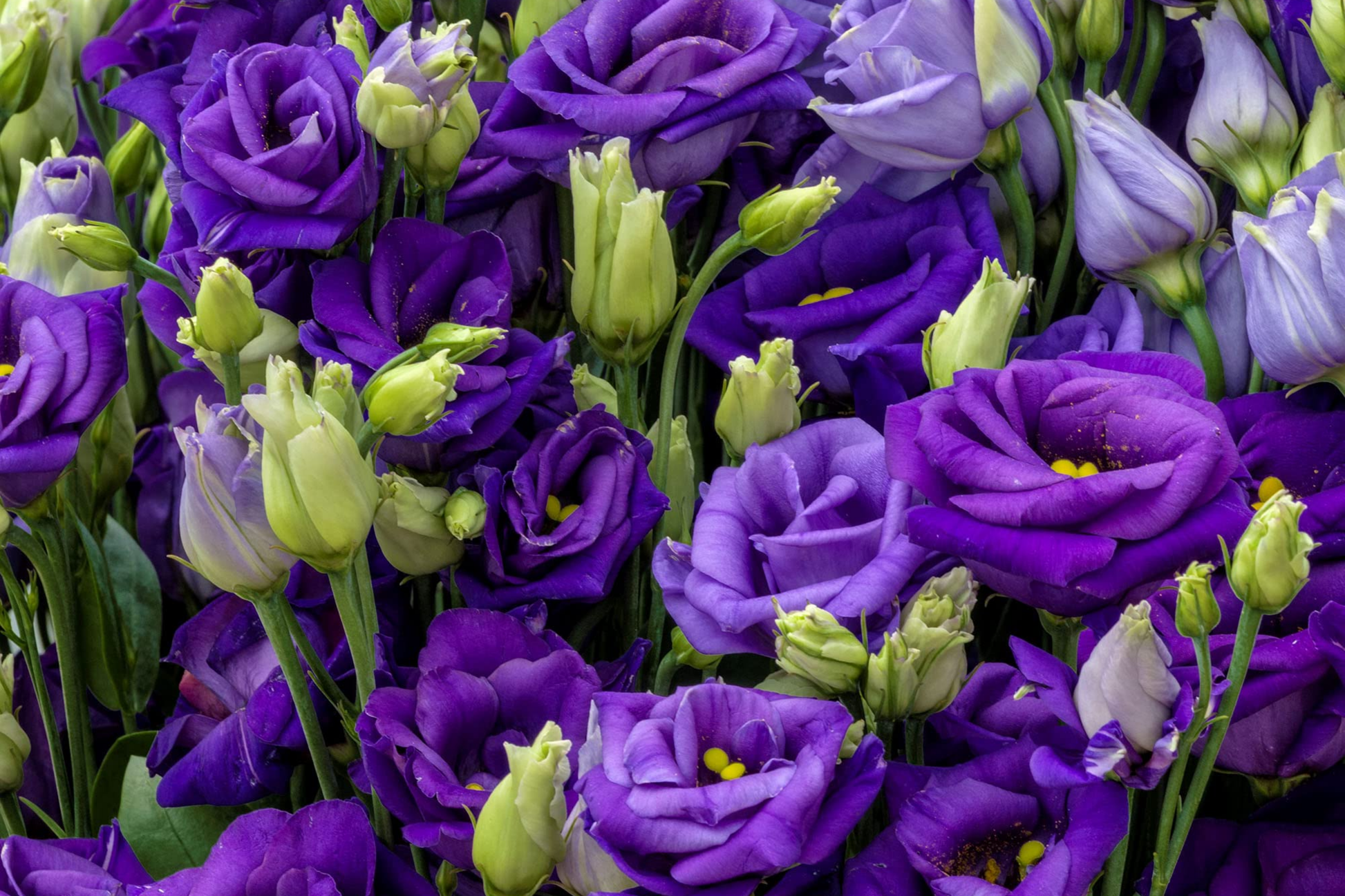 Lisianthus Seeds for Planting - 1000 Mixed Color Eustoma Flower Seeds, Thornless, Premium Quality