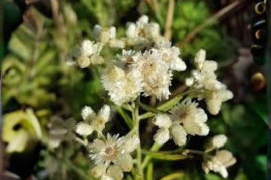 500 Seeds | Pseudognaphalium obtusifolium | Sweet Everlasting | Native Wildflower | Fragrant Dried Flower Plant