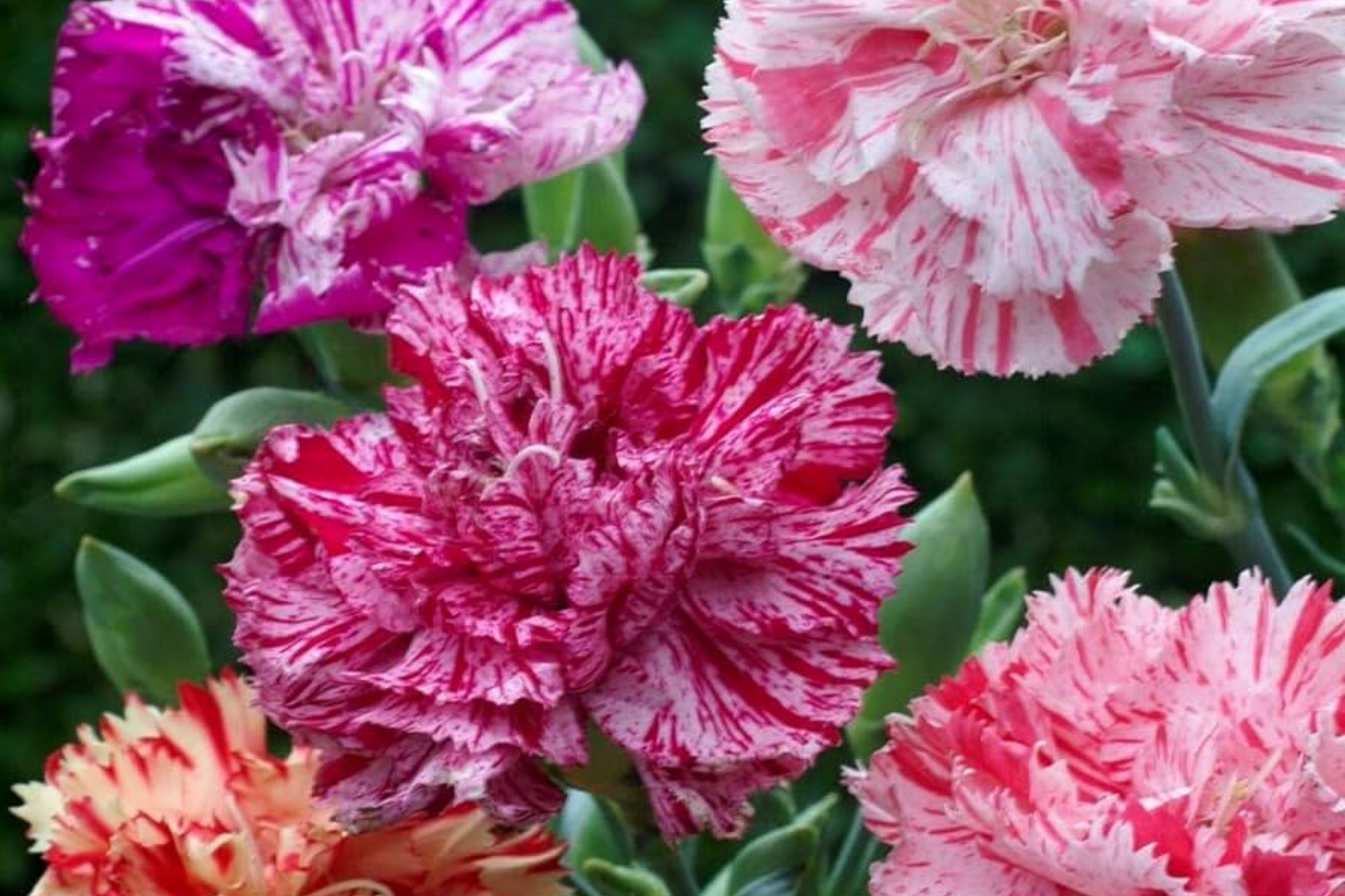 Double Picotee Mix Carnation Seeds - Non-GMO Flower Seeds for Garden - Dianthus caryophyllus