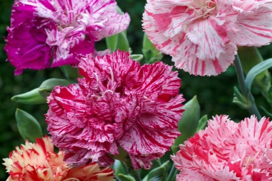 Double Picotee Mix Carnation Seeds - Non-GMO Flower Seeds for Garden - Dianthus caryophyllus