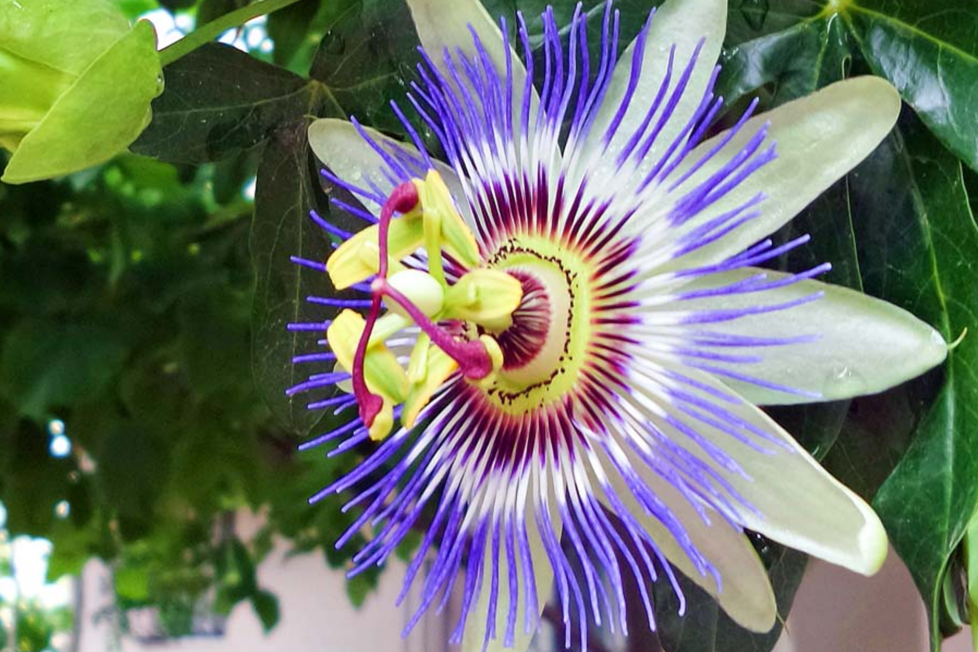 Blue Passion Flower Seeds - Climbing Vine, Edible Fruit, Attracts Hummingbirds & Butterflies, Passiflora caerulea