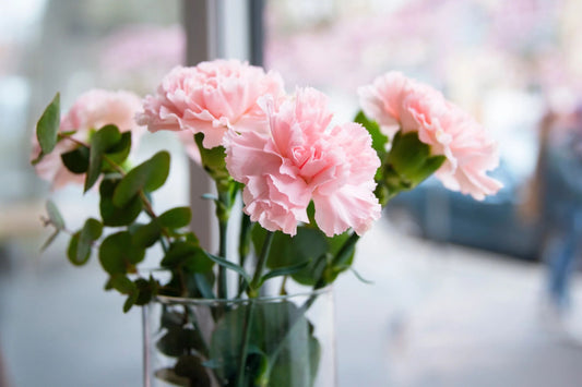 La France Carnation Seeds | Shell Pink Blooms | Fragrant & Double Flowers | Attracts Pollinators | 135 Days |