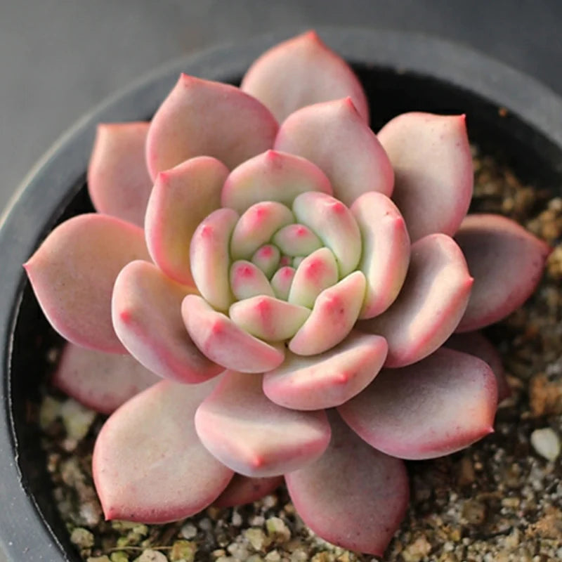 Echeveria ‘Ariel’ – Rare Succulent Plant 2–3” | Live Bare Root | Easy Care Pastel Echeveria | Indoor Outdoor Decor