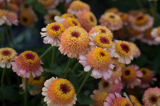 Zinderella Peach Zinnia Seeds - 100+ Double Bloom Seeds - USA Grown -  - Cut Flower Garden - Butterfly Magnet - Heat Tolerant