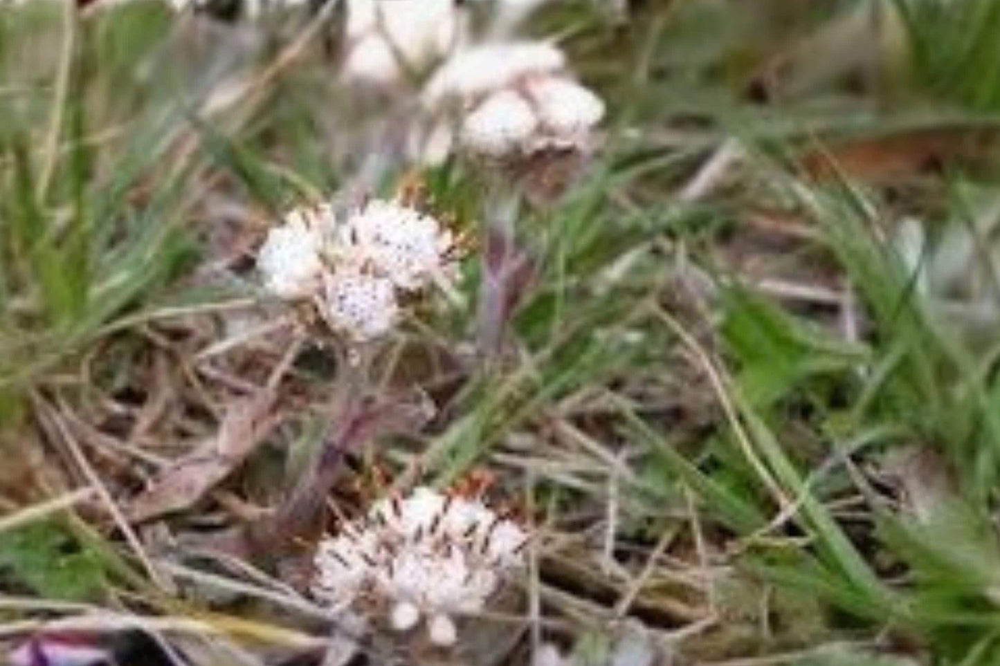 100 Seeds Antennaria neglecta — Prairie Pussytoes, White Native Groundcover Wildflower for Meadows & Natural Gardens
