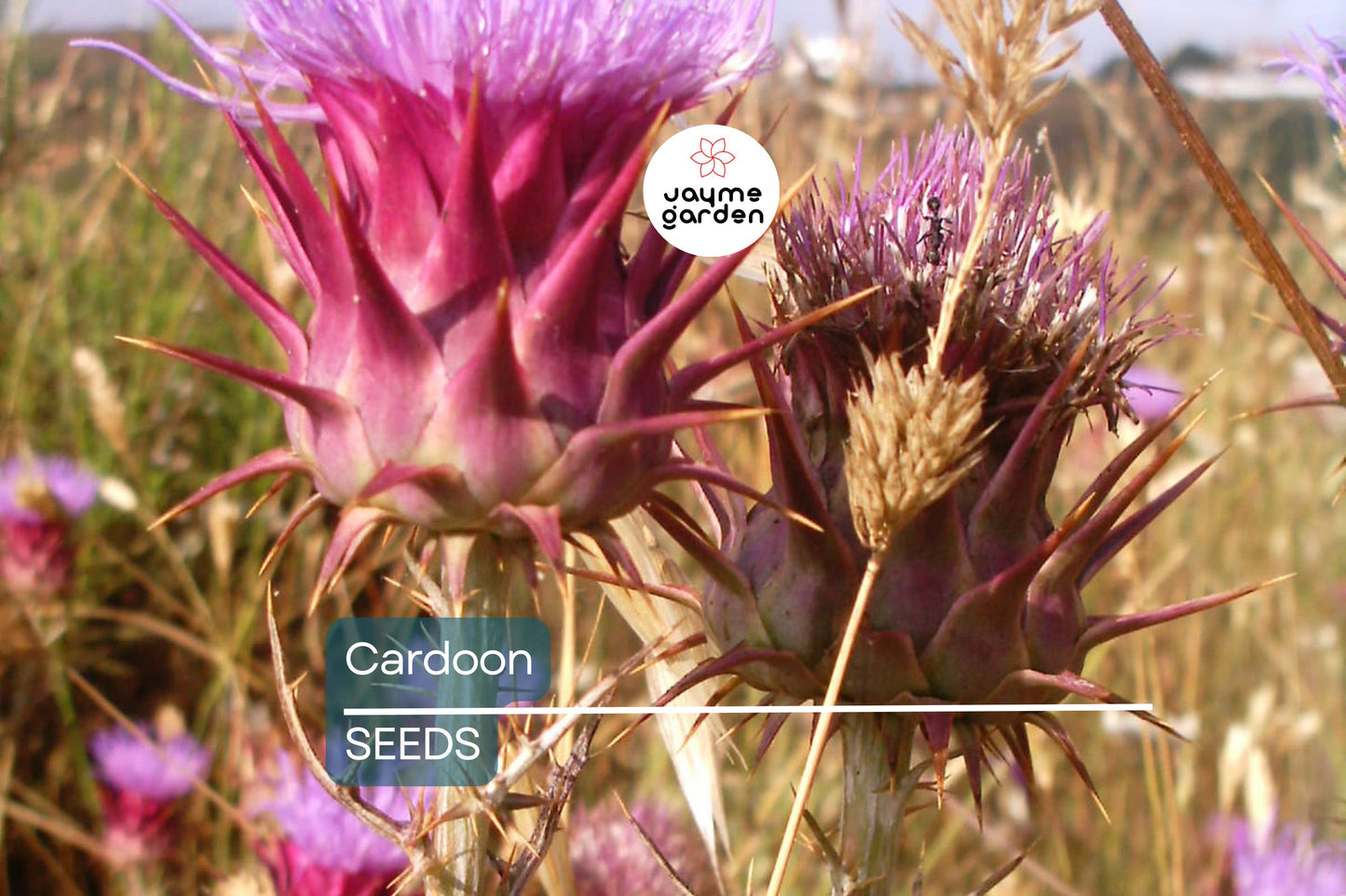 Cardoon Seeds | Heirloom Non-GMO | Mediterranean Delicacy | 2-5 Feet Tall | USDA Zones 7-11 | Free Shipping