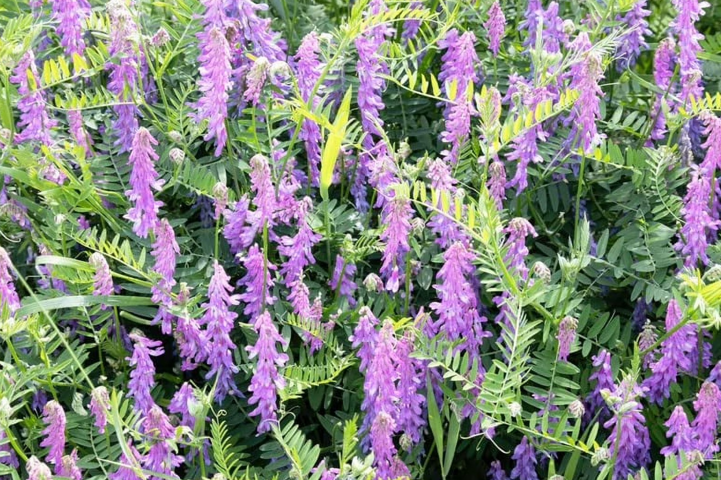 Hairy Vetch Seeds - 5 Pounds - Cover Crop & Pollinator - Vicia villosa