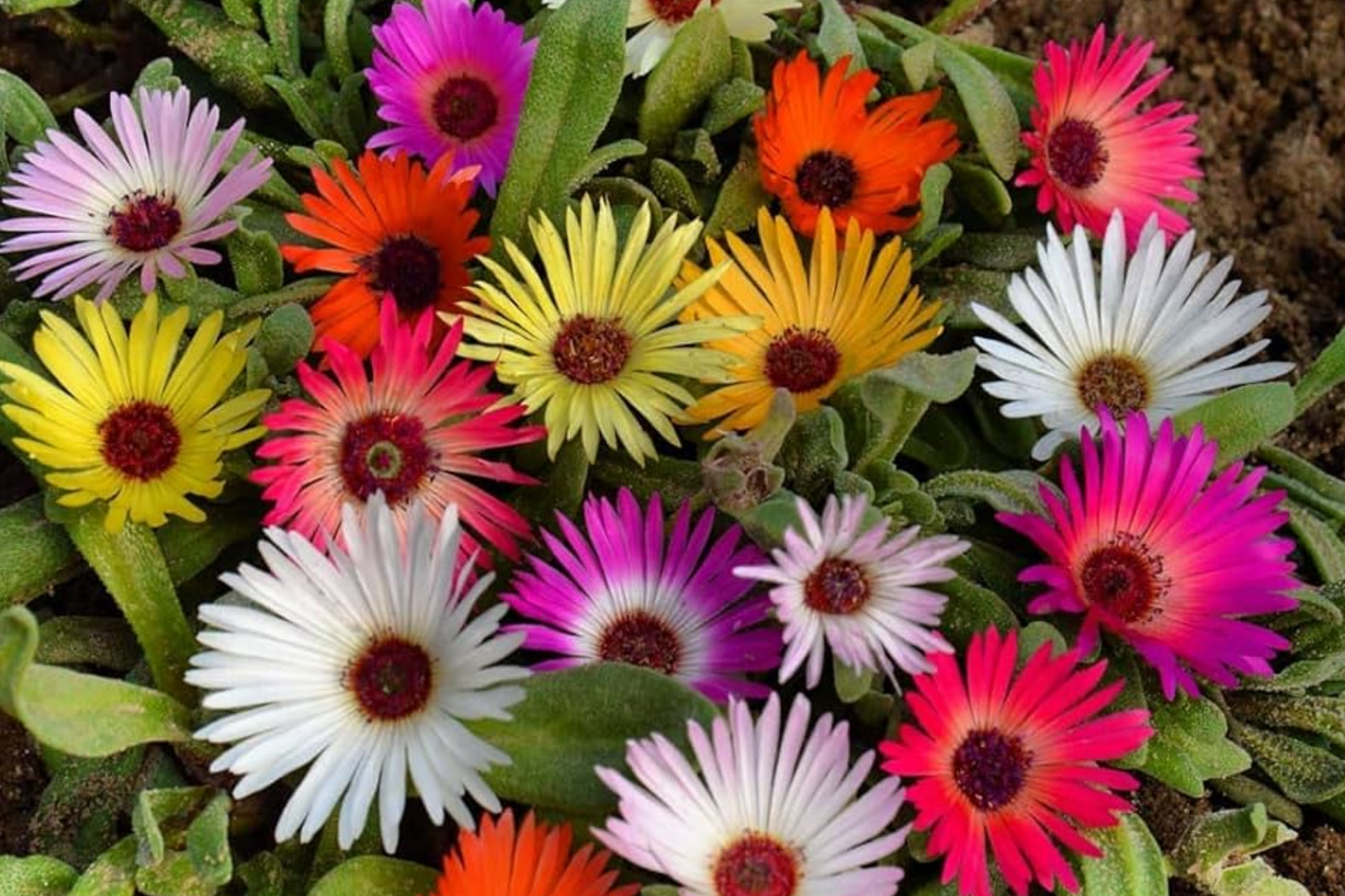 Ice Plant Mix Seeds - Livingstone Daisy Variety - Easy to Grow Flower Seeds - Perfect for Gardens and Containers