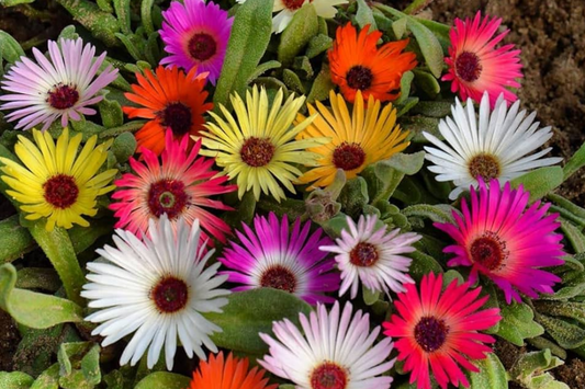 Ice Plant Mix Seeds - Livingstone Daisy Variety - Easy to Grow Flower Seeds - Perfect for Gardens and Containers