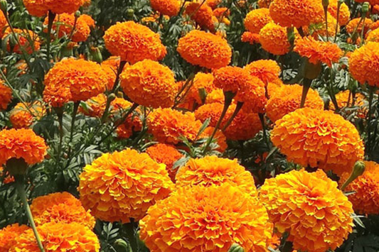 CrackerJack Marigold Seeds | Heirloom Flower Seeds | Vibrant Mix | Tagetes erecta