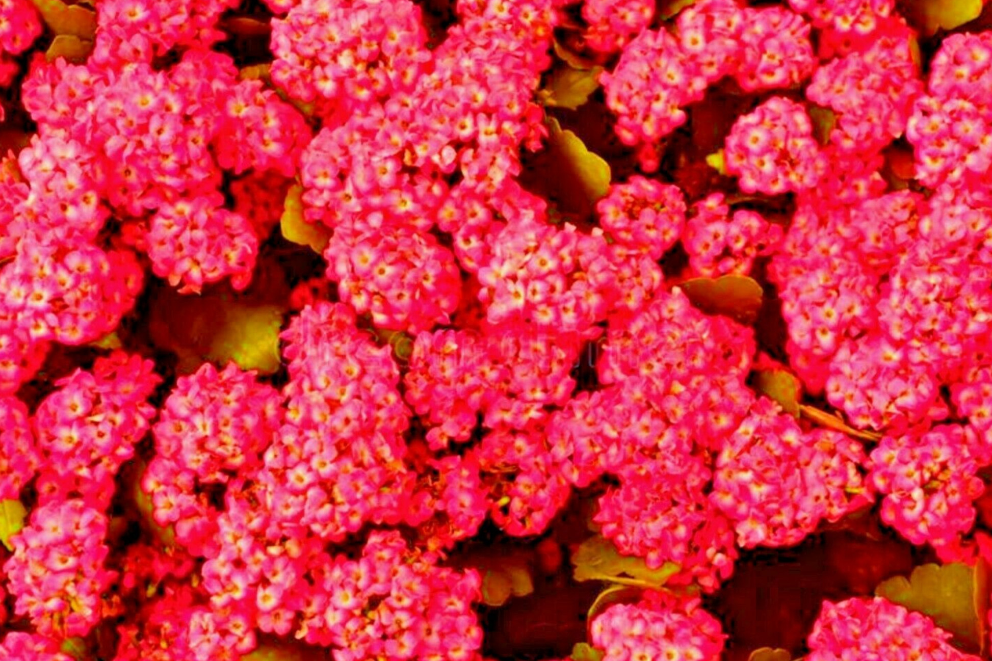 Red Alyssum Seeds - Carpet Flower Sweet Flowers - Brassicaceae Flower Seeds for Garden Planting