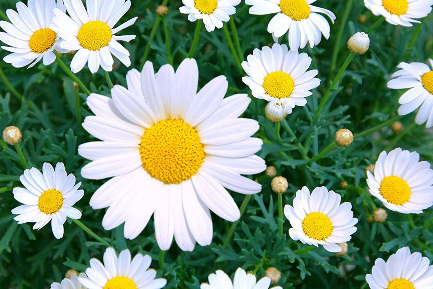 Shasta Daisy Seeds | Heirloom Non-GMO Flower Seeds | Leucanthemum × superbum