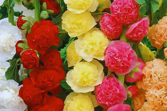 Hollyhock Flower Seeds Color Mix | White Pink Red Yellow | Fresh Garden Seeds