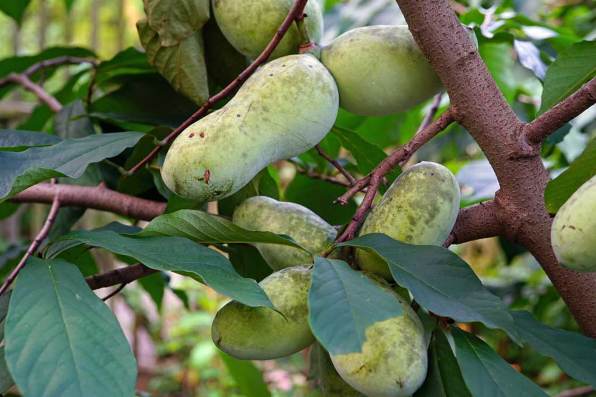 Paw Paw Tree Seeds - Grafted Cultivars - 2025 Quality - Asimina triloba - Peat Packed