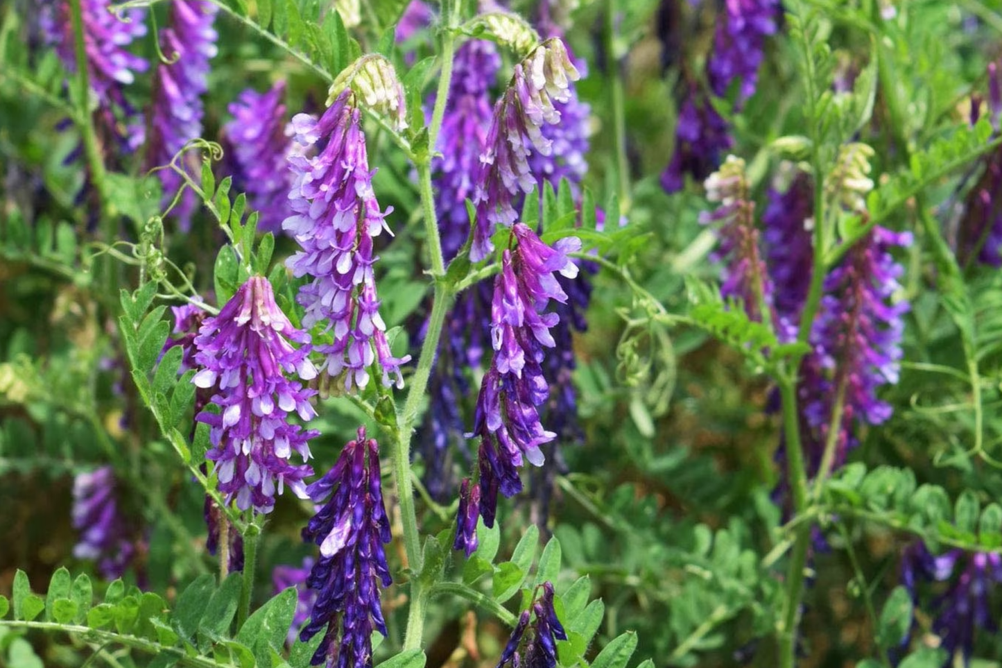 Hairy Vetch Seeds 5 Pounds for Planting Cover Crop, Grain, Bee Pasture, Pollinator (Vicia villosa)