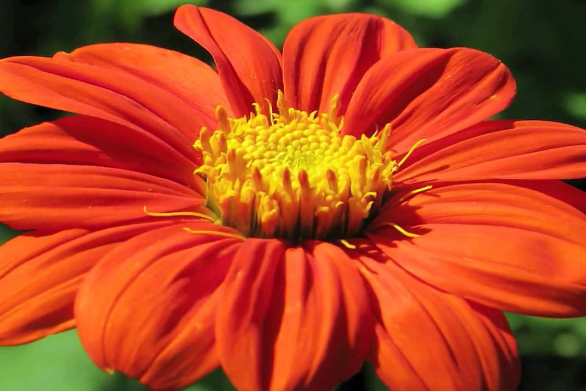 Mexican Sunflower Seeds - Orange Tithonia - Attract Butterflies - Daisy-Like Bloom