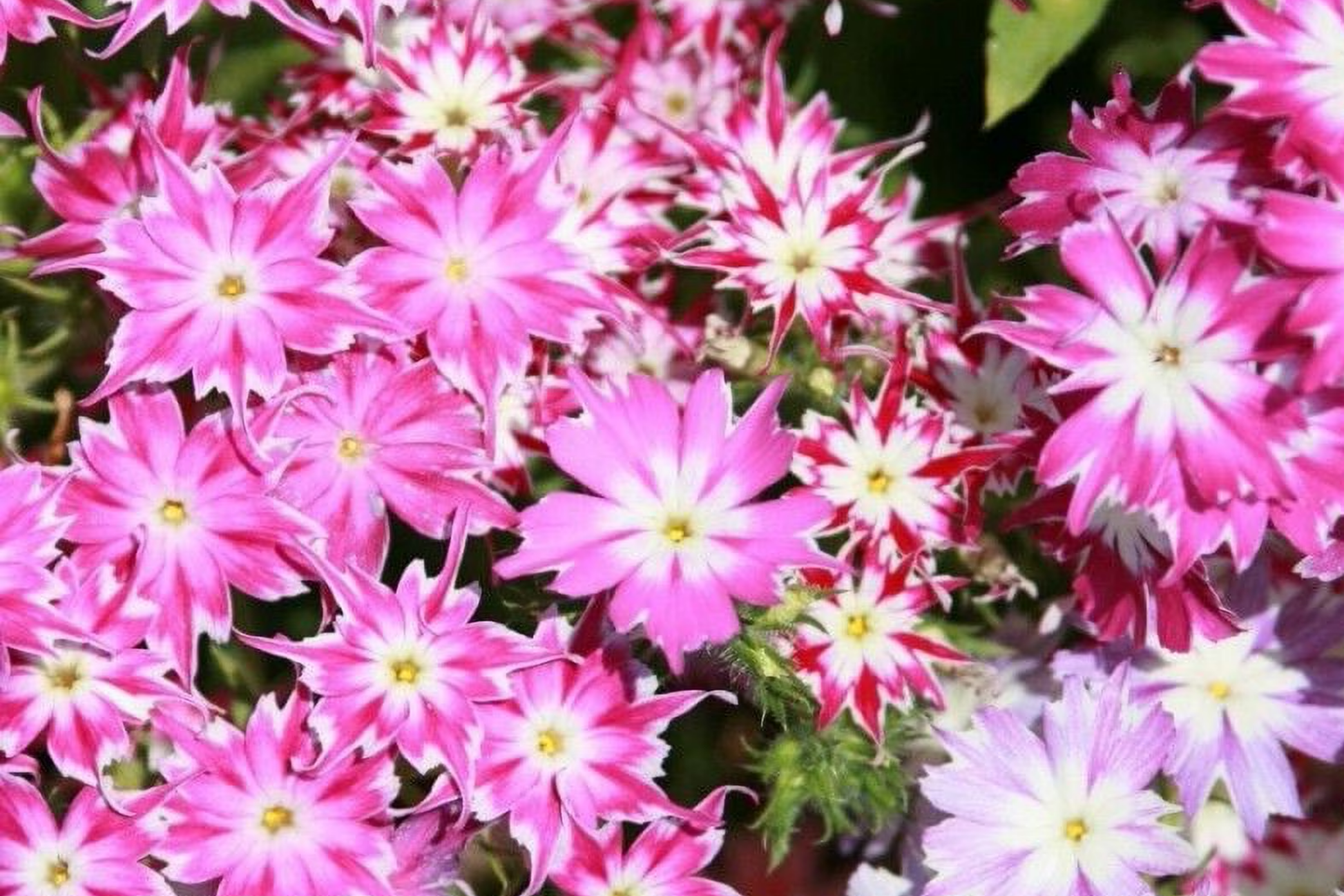 Twinkle Mix Phlox Seeds | Flower Seeds | Colorful Perennial Mix | Phlox paniculata | Garden Seed Store