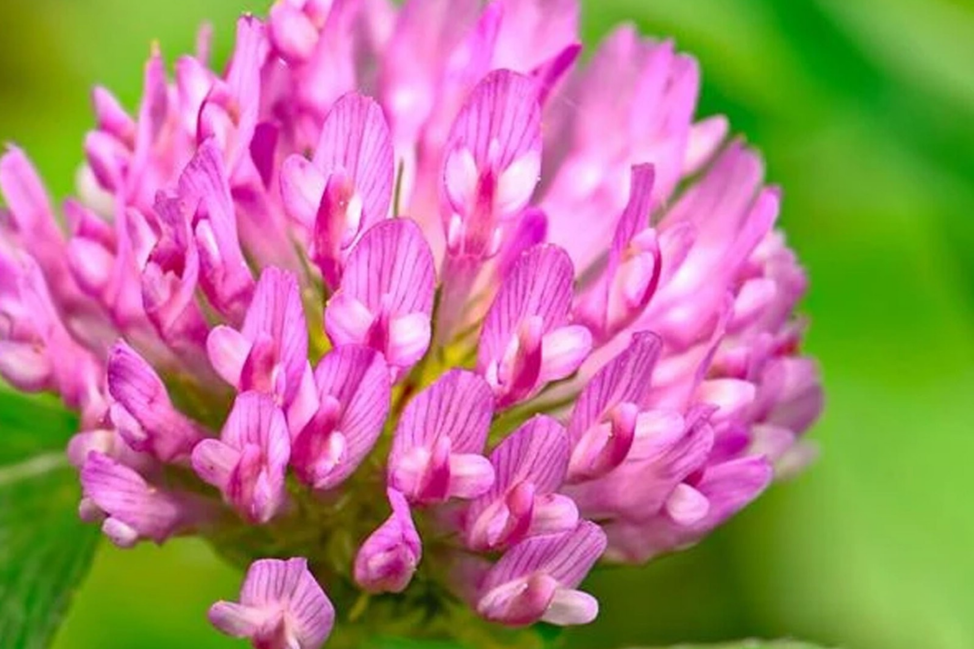 Medium Red Clover Seeds - Non-GMO Heirloom Cover Crop - Inoculated for Planting - Trifolium pratense