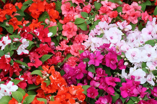 Impatiens Seeds Mix | Non-GMO Camelia Flowered Variety | Seed Store 1262