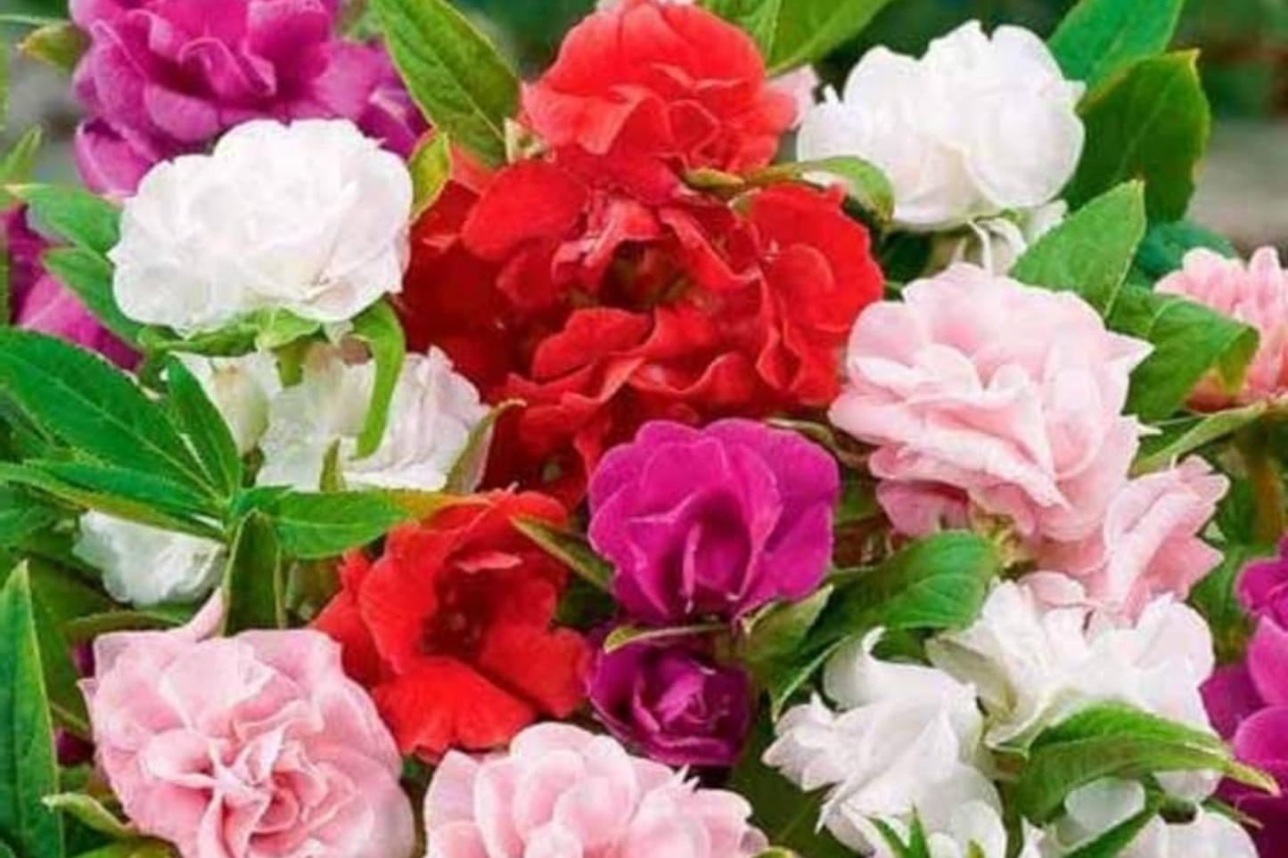 Impatiens Seeds - Camelia Flowered Mix - Non-GMO - 50 to 1,000 Seeds - Ideal for Gardens and Containers - 1262