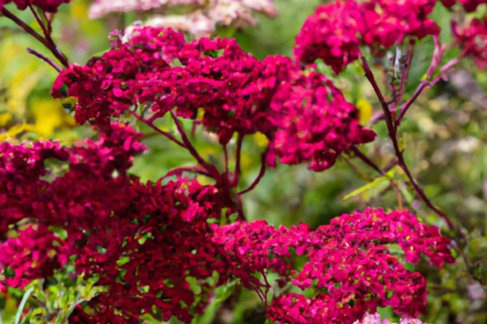 Bulk Wildflower Seed Mix - 93,750 Seeds, All Perennial, Covers 500 SQFT, Native Wildflowers for Natural Landscaping