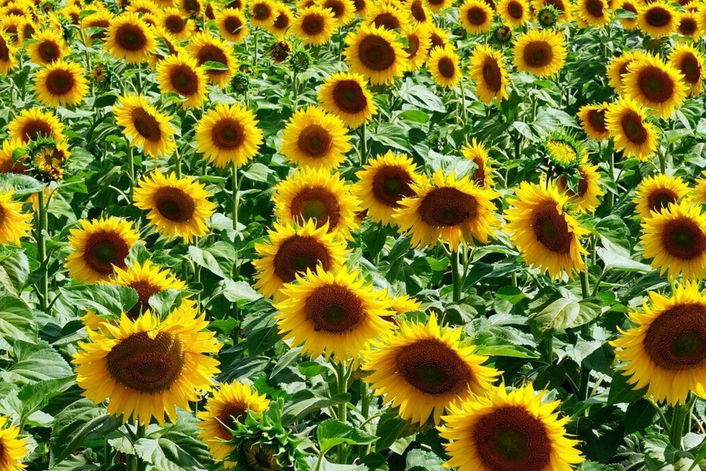 Giant Sunflower Seeds for Planting - Heirloom Non-GMO High Germination - Helianthus annuus
