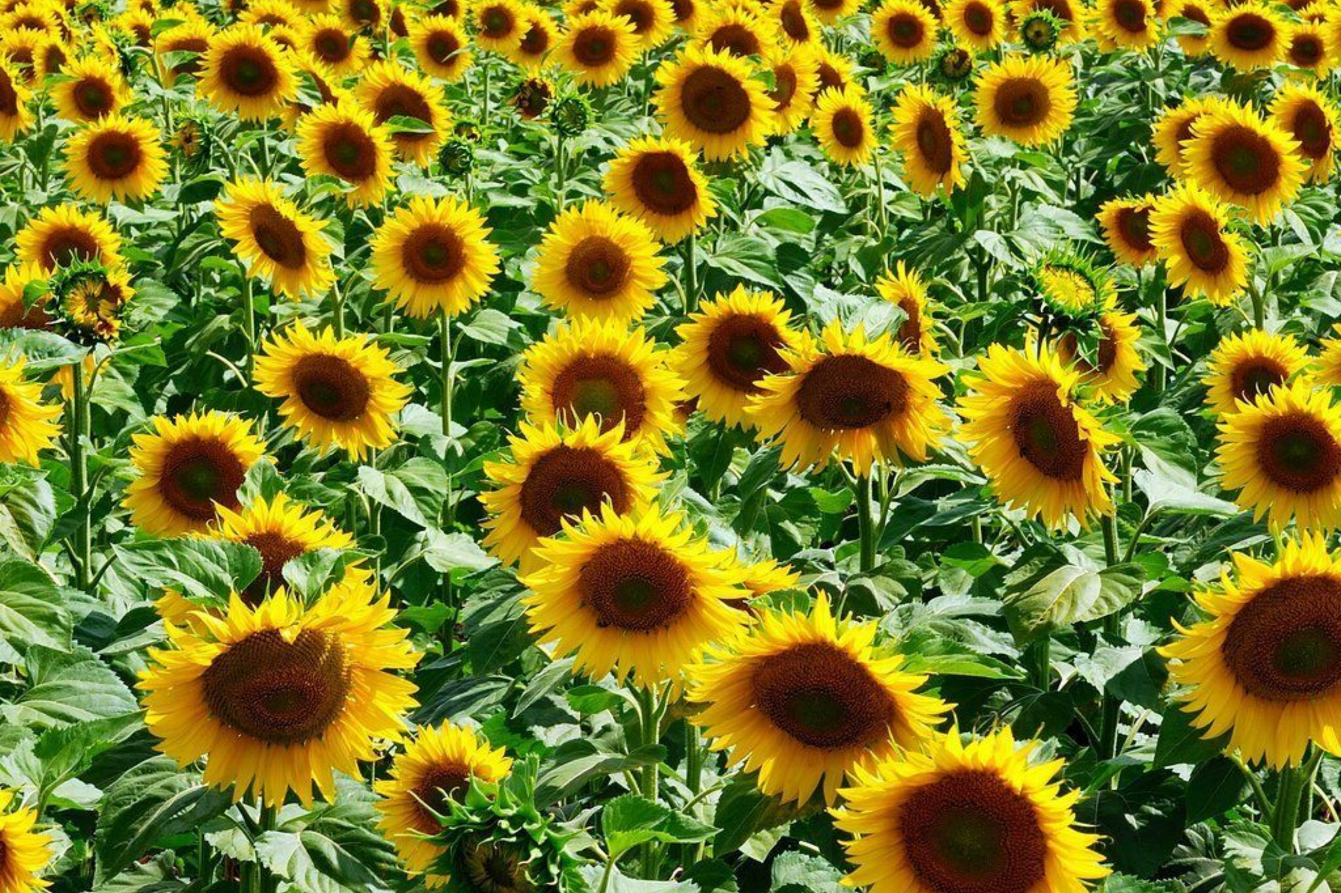 Giant Sunflower Seeds for Planting - Heirloom Non-GMO High Germination - Helianthus annuus