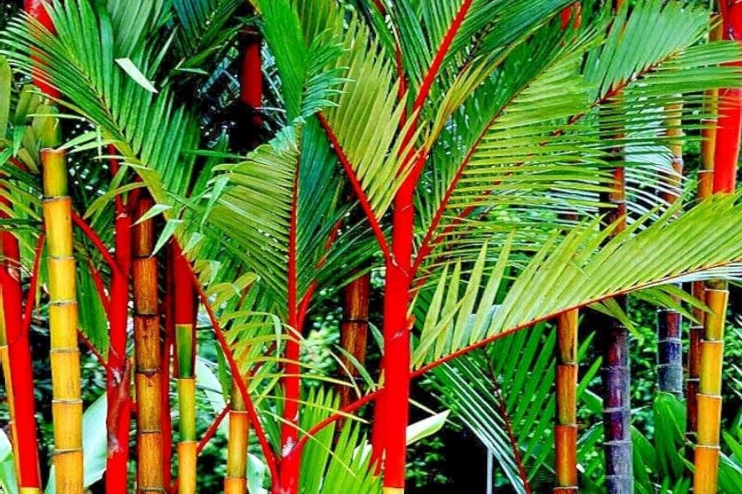 Red Sealing Wax Palm Tree Seeds, 10 Pack, Cyrtostachys renda, Indoor House Plant Seeds