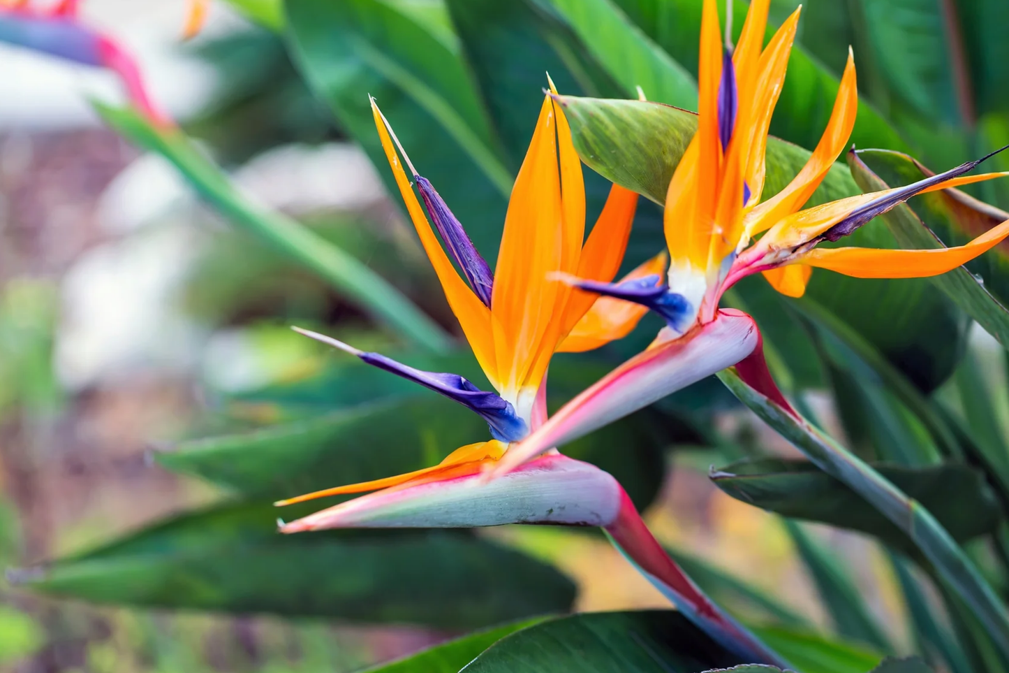 Orange Bird of Paradise Seeds | Strelitzia reginae | Tropical Crane Flower Plant Seeds for Garden and Landscaping