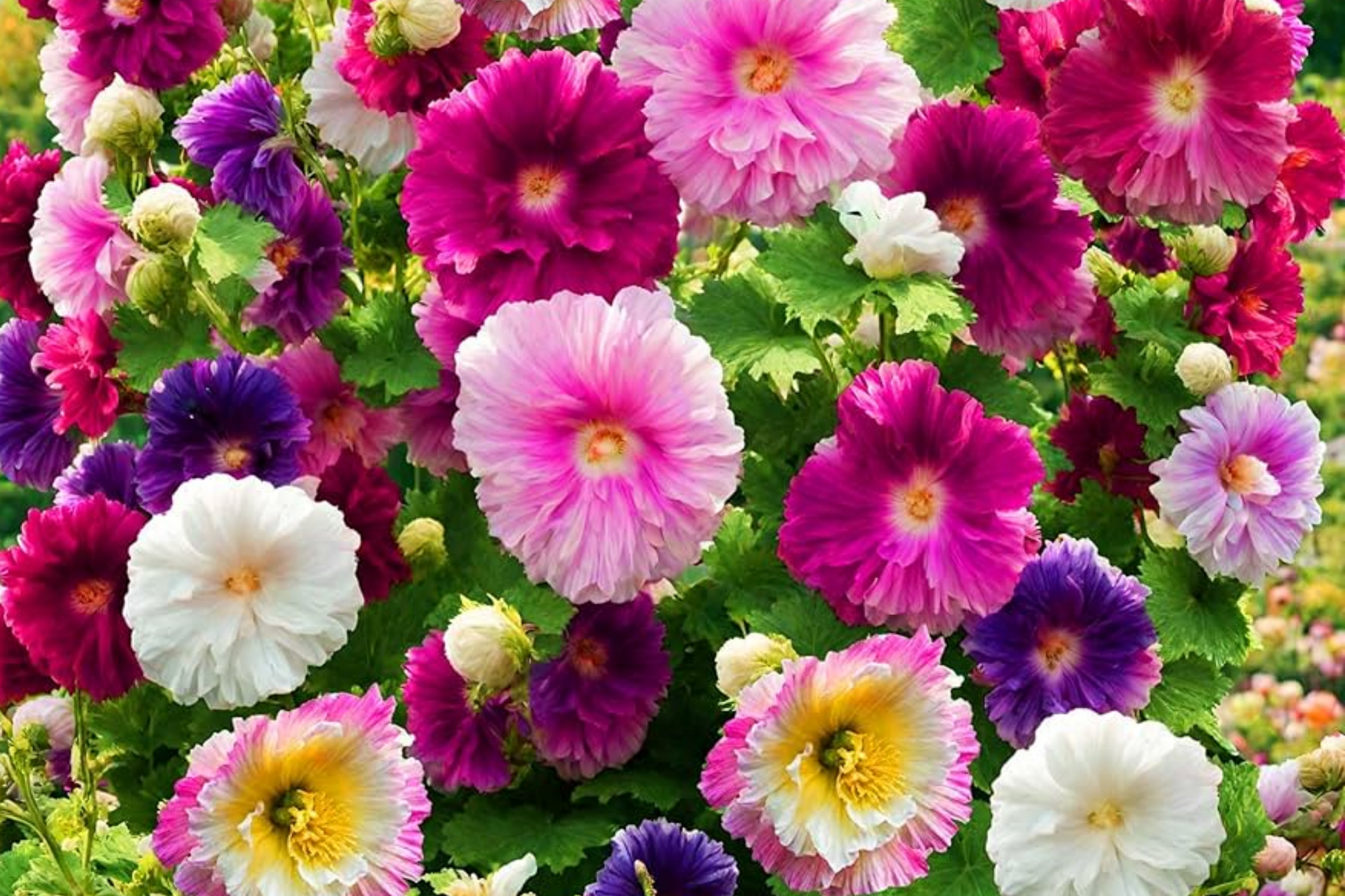 Hollyhock Seeds Summer Carnival Mix | Heirloom Non-GMO Flower Seeds | Hibiscus rosa-sinensis