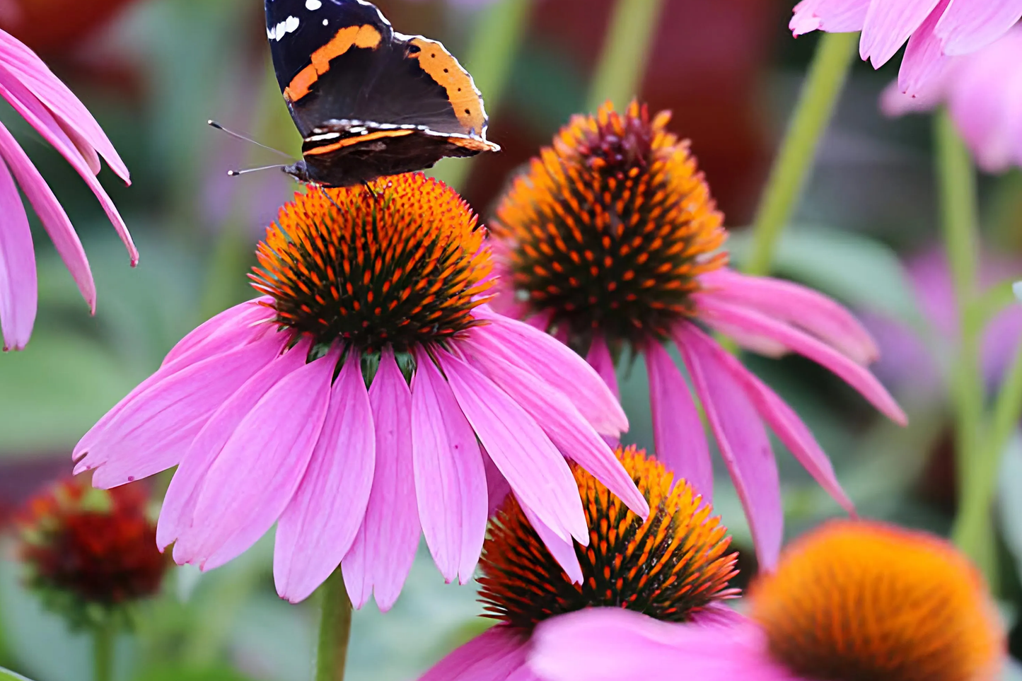 Purple Coneflower Seeds | 200-4,000 Seeds | Non-GMO Echinacea purpurea | Flowering Garden Plants
