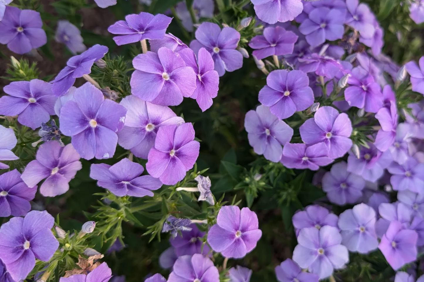 Phlox Seeds - Beauty Blue - Non-GMO Flower Seeds - Phlox divaricata - Garden Planting - Free Shipping