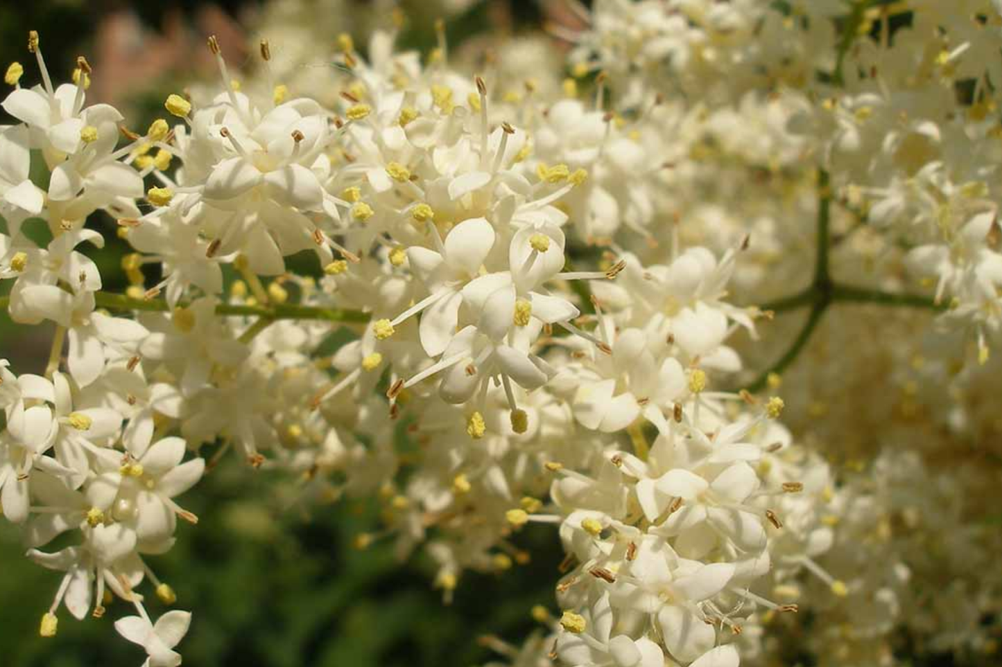 Japanese White Lilac Tree Seeds | Cold Hardy Flowering Plant | Perfect for Butterflies & Hummingbirds | Syringa reticulata