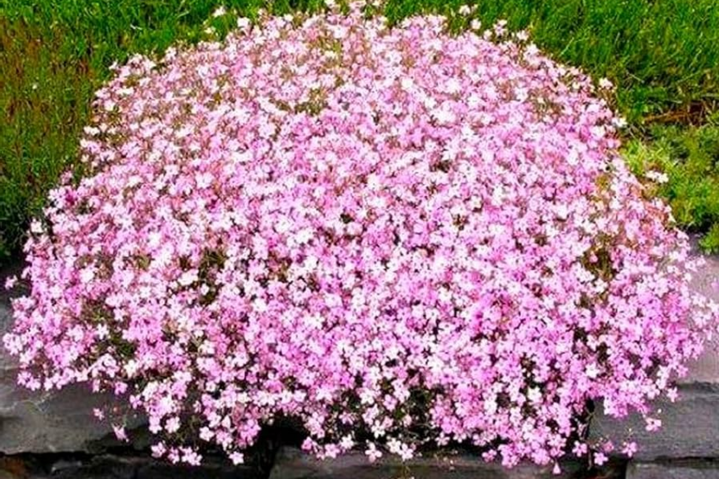 Baby's Breath Seeds | 300-6,000 Non-GMO Seeds | Gypsophila elegans | Ideal for Bouquets and Gardens