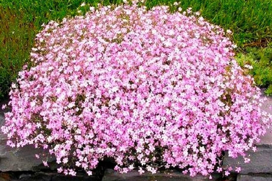 Baby's Breath Seeds | 300-6,000 Non-GMO Seeds | Gypsophila elegans | Ideal for Bouquets and Gardens