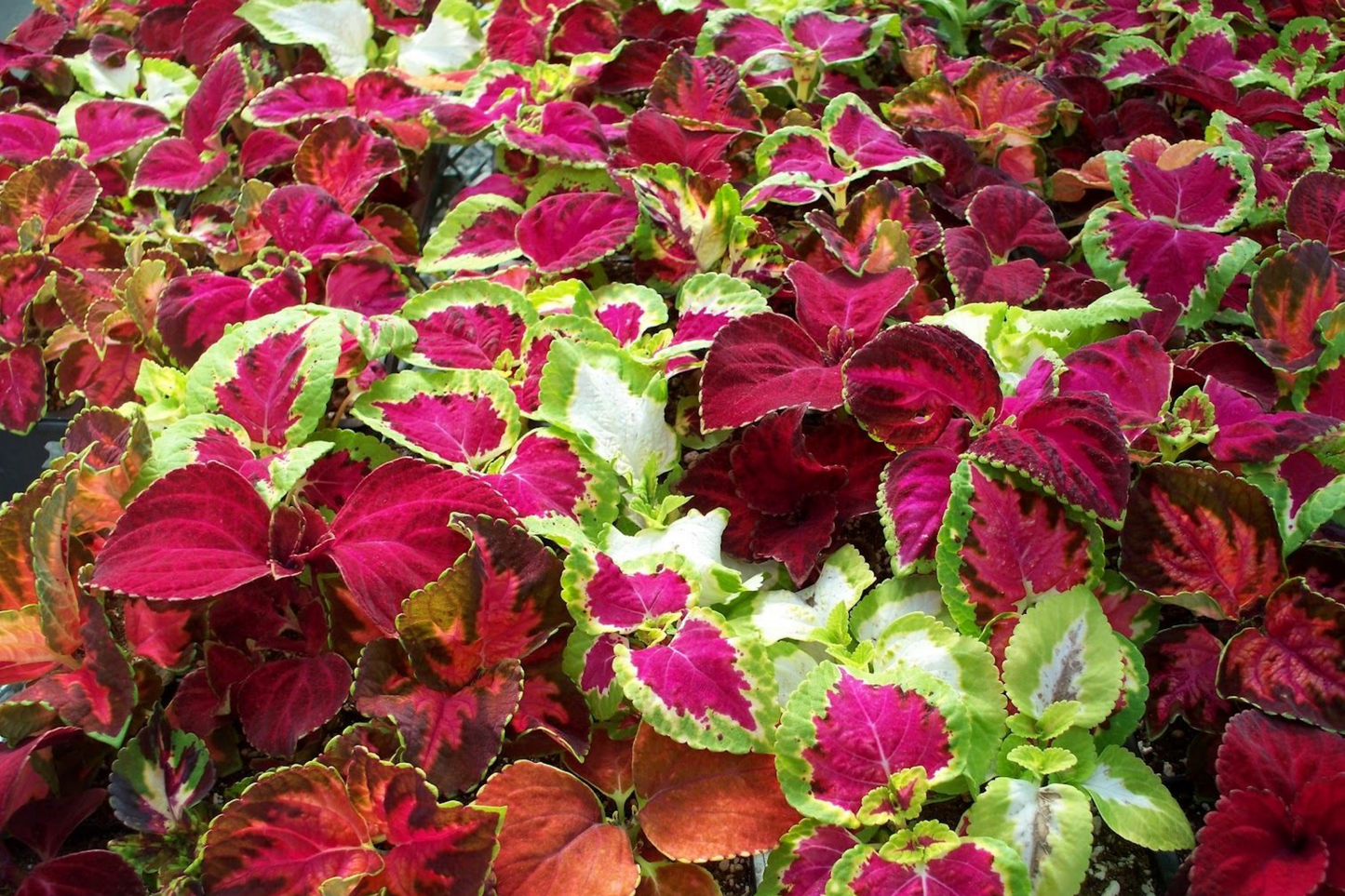 Coleus Flower Plant Seeds Rainbow Mix | Non-GMO Annual Perennial Garden Seeds | Colorful Foliage Variety