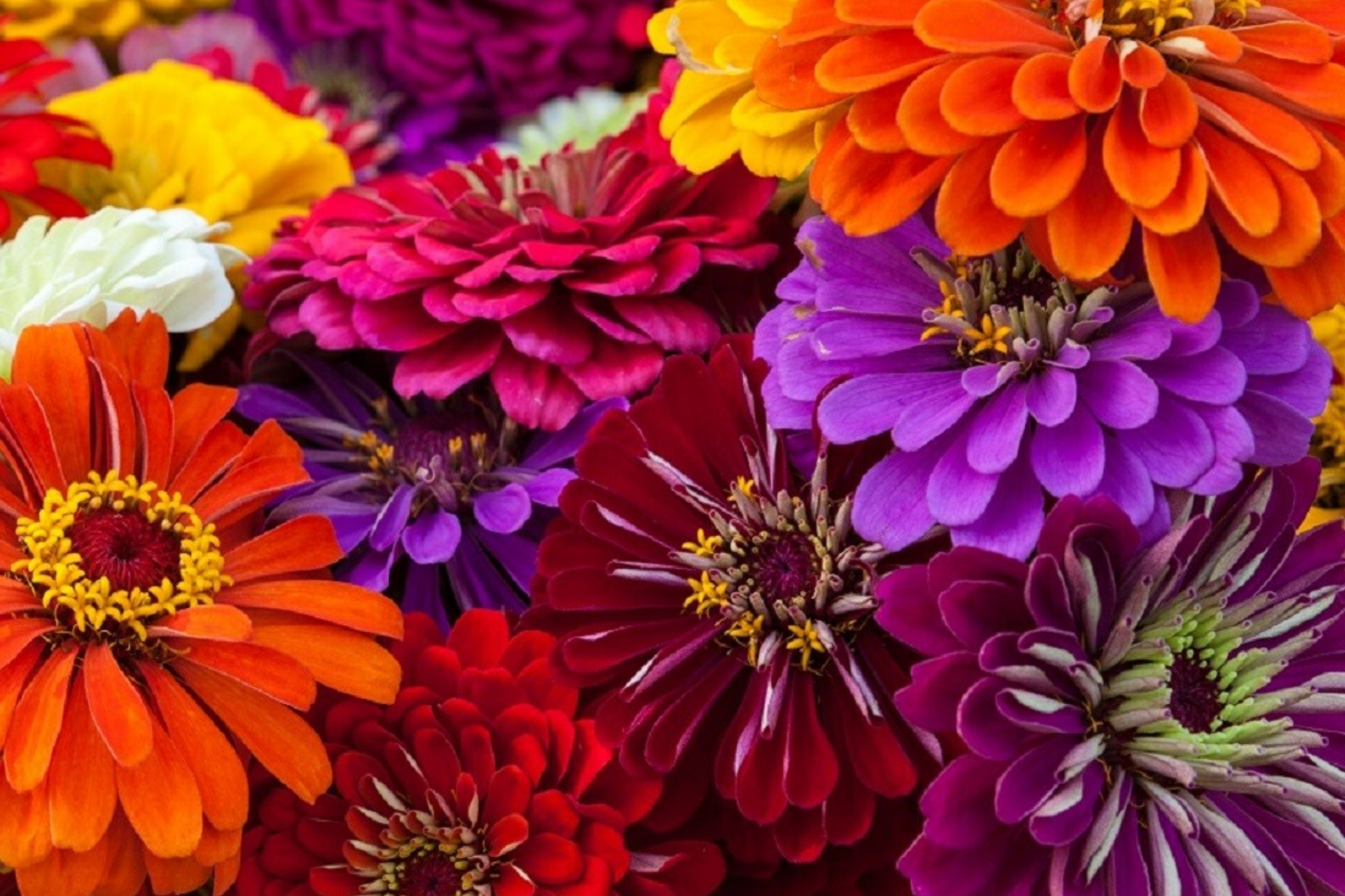 Zinnia Seeds for Planting - California Giants Flower Seeds, Bulk Semilla, Colorful Garden Flowers, Easy to Grow