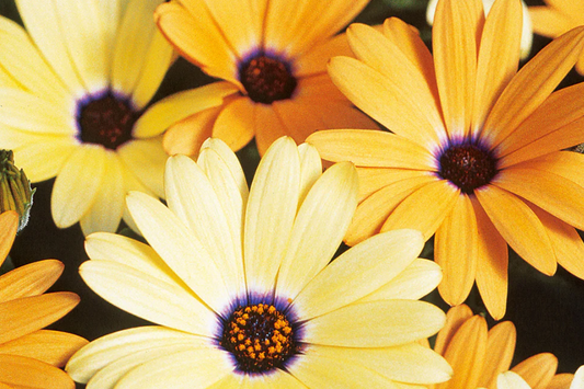 African Daisy Seeds - Heirloom Non-GMO Flower Seeds - 1177